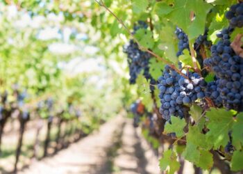 Minimum Wage For Fruit Pickers Demanded By Australian Worker’s Union