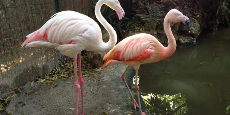 flamingos