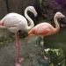 flamingos