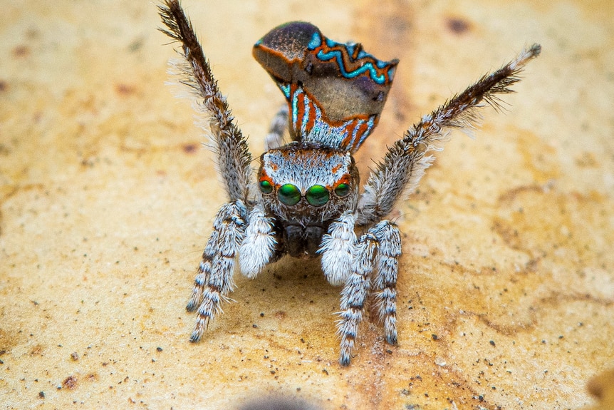 Worlds Smallest Spider Australian Business Journal