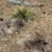 grass