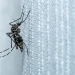 mozzies