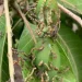Mango shoot looper pest