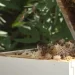 Bee Border