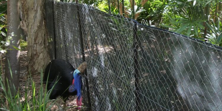 Cassowary