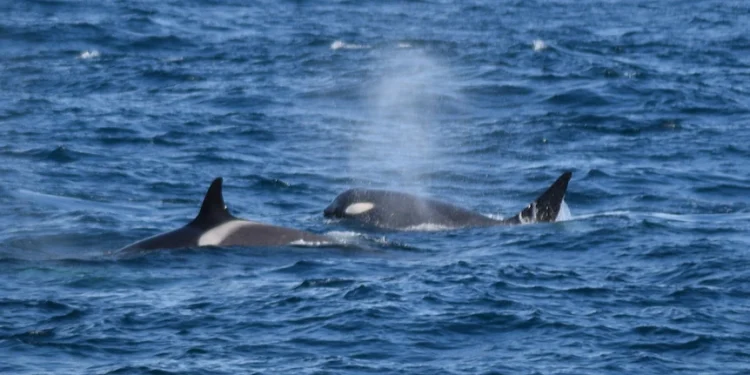 Orcas