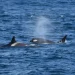 Orcas