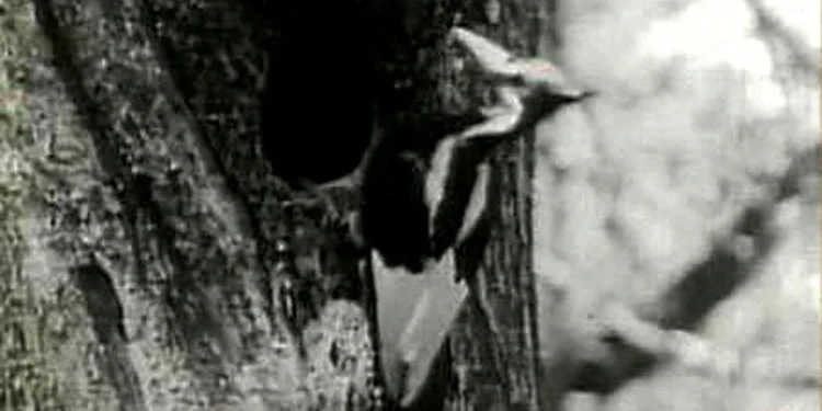 The Ivory-billed Woodpecker