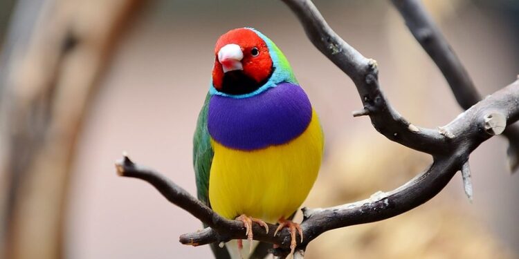 Gouldian Finch