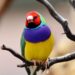 Gouldian Finch