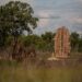 Termites