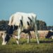Increase in Lethal ‘Q Fever’ across Queensland