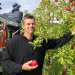 Apples