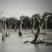 gray scale photo of trees