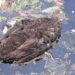 Bird Deaths