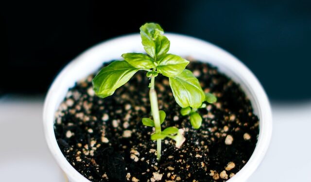 Plant Cuttings