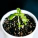 Plant Cuttings