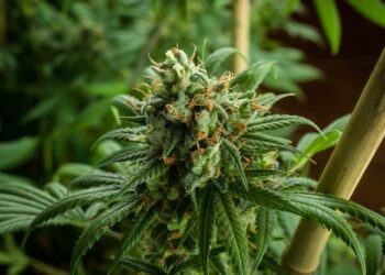Medicinal Cannabis
