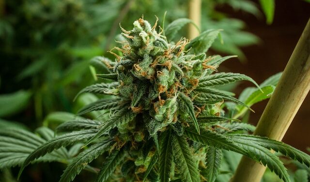 Medicinal Cannabis