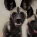 Wild Dogs