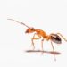 Red Fire Ant