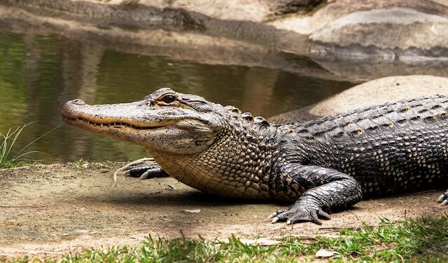 Crocodile Deaths