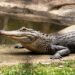 Crocodile Deaths