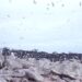 Tern Colony