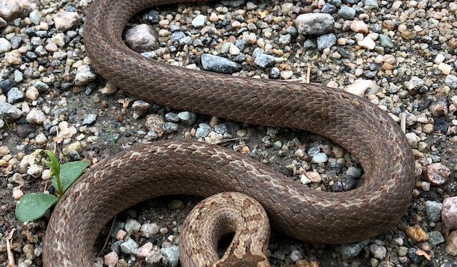 Snake