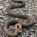 Snake