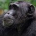 Chimpanze