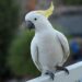 Cockatoo