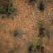 Buffel Grass