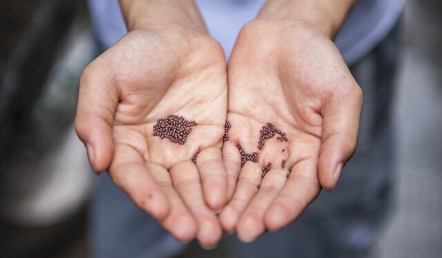 Seed
