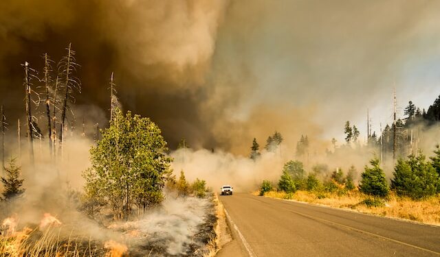 Wildfire