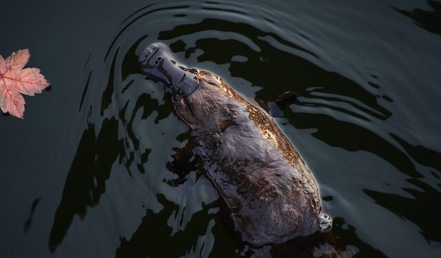Platypus