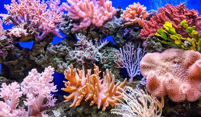 Coral