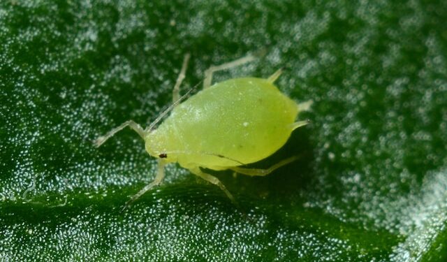 Varroa Mite