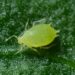 Varroa Mite