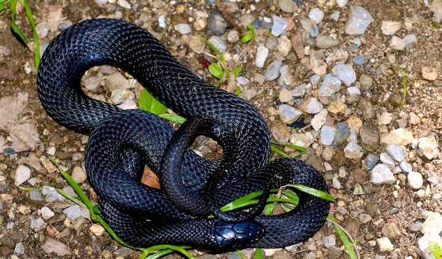 Black Snake