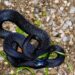 Black Snake