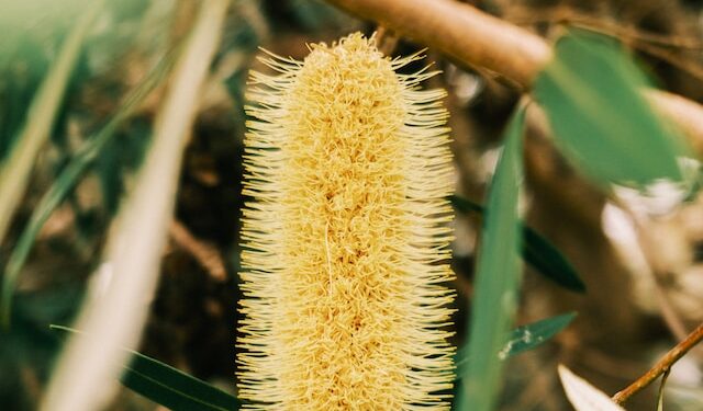 Banksia Spinulosa