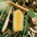 Banksia Spinulosa