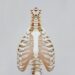 Skeletons