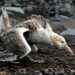 Petrel