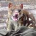 quoll