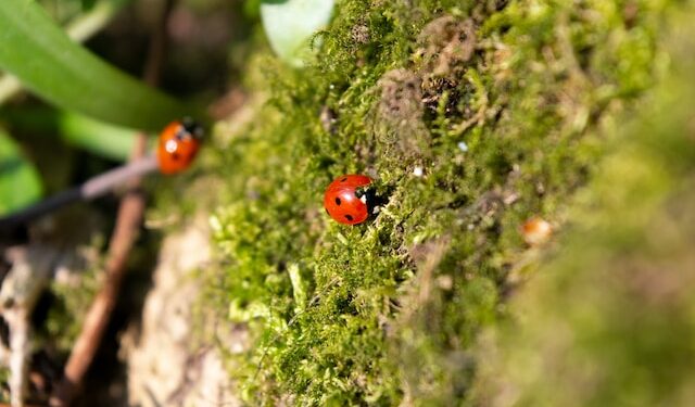 Insecticide Residue
