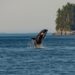 Killer Whale