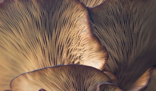 Mushroom