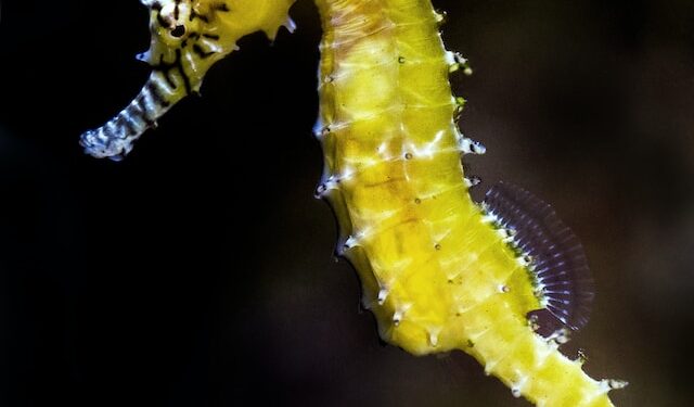 Seahorse